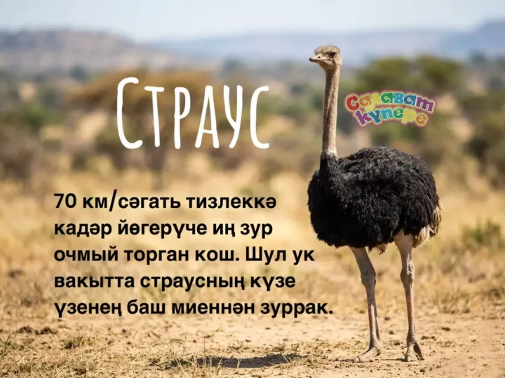 Син беләсеңме?