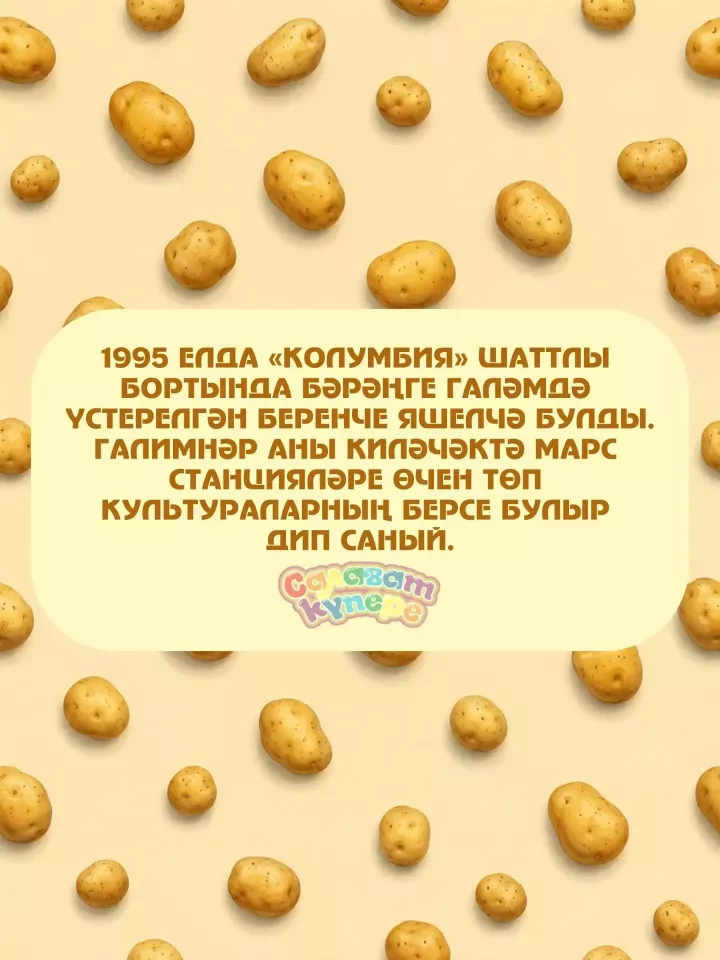 Бәрәңге көне